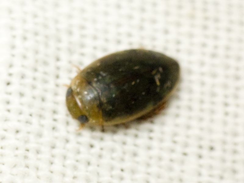 Laccophilus minutus (Linnaeus, 1758)